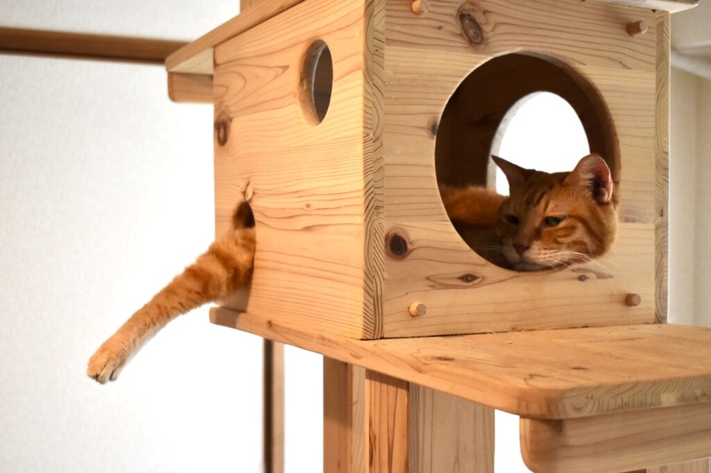 A cat living in an apartment, a cat tower